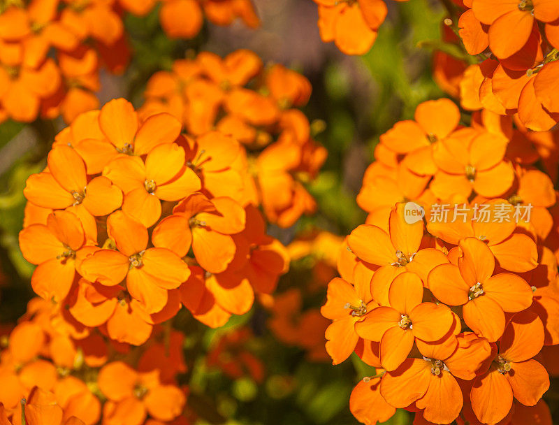 头Erysimum capitatum(沙丘壁花)